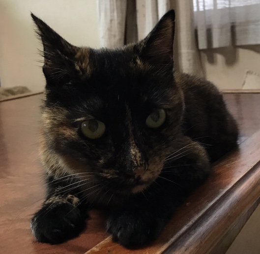 猫の甲状腺機能亢進症が餌で改善できました！  一日を愉しむ